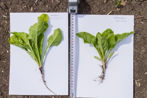 bednar dzilirdinatajs 1